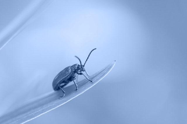 macrobellows - close-up photograph of insect