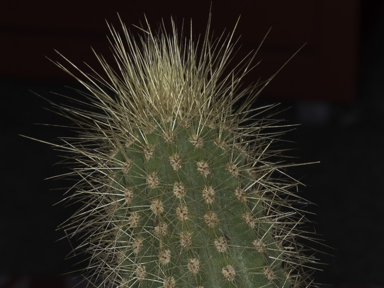 cacti taken with ring flash attached on the lens