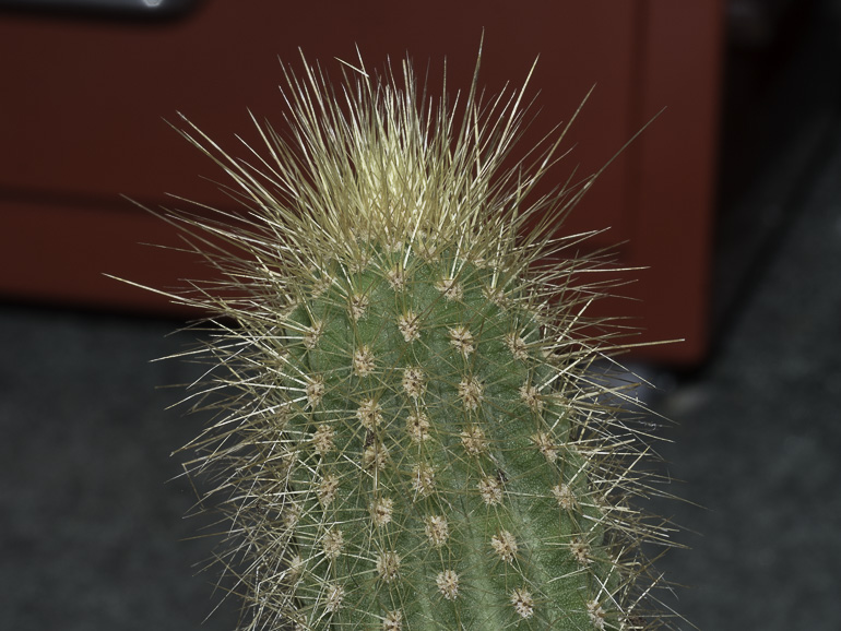 cacti taken with flash mounted on the camera hot shoe