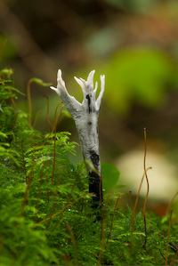 fungi with small aperture